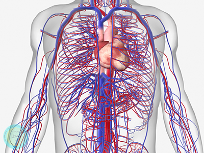 تصوير الأوعية الدموية